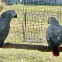 Bonded pair African Grey x 2