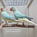 INDIAN RINGNECK MUTATIONS