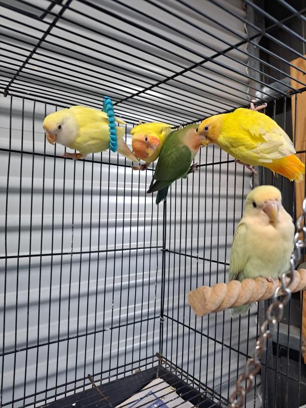 DNA sexed Peachfaces, fischer and masked lovebirds breeding or aviary