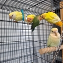 DNA sexed Peachfaces, fischer and masked lovebirds breeding or aviary