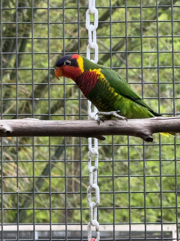Young Ornate Lory hen