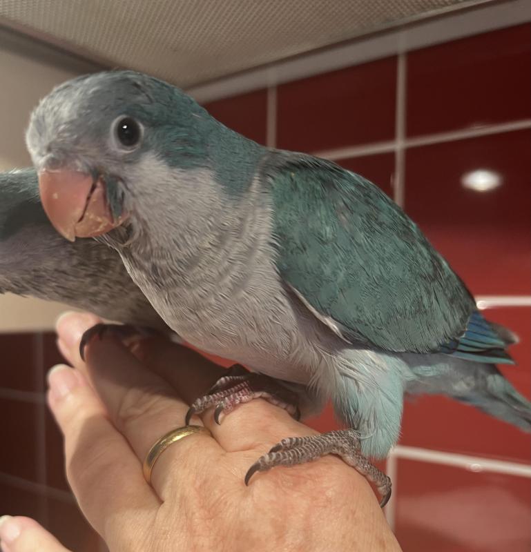 Blue and Green Baby Hand Raised Quakers 10 Weeks Old