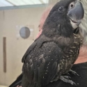 Naso Red Tailed Black Cockatoo Hand Raised Male