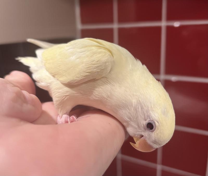 Hand Reared Baby Peachfaces.9 Weeks Old