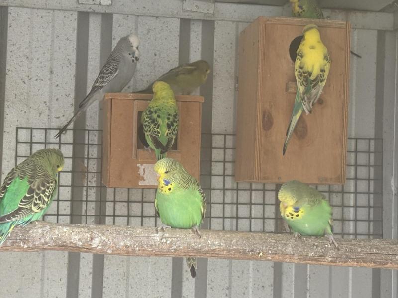 2025 show budgies