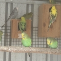 2025 show budgies