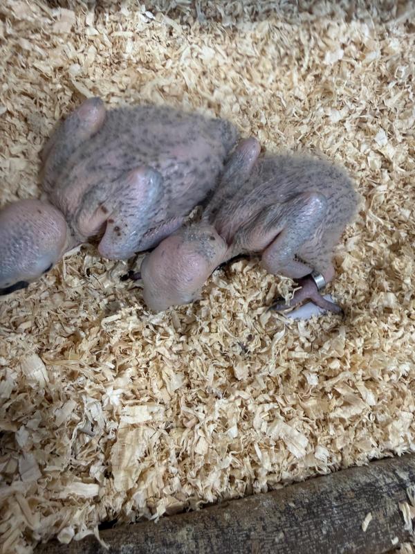 Yellow collar macaw chicks