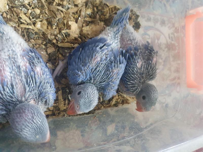 Indian ringneck babies