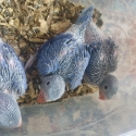 Indian ringneck babies