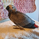 African Grey