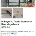 Regents, Tassie Green cock, Blue wing cock