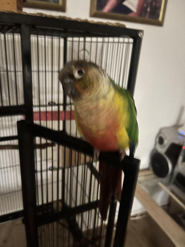 Conure rehoming