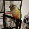 Conure rehoming