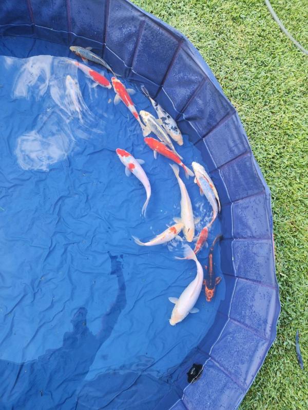 FS: Koi 20-30cm