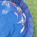 FS: Koi 20-30cm
