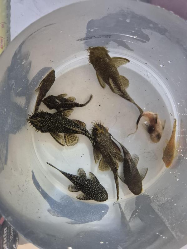 Bristlenose cat fish breeding colony and 100+ fry