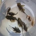 Bristlenose cat fish breeding colony and 100+ fry
