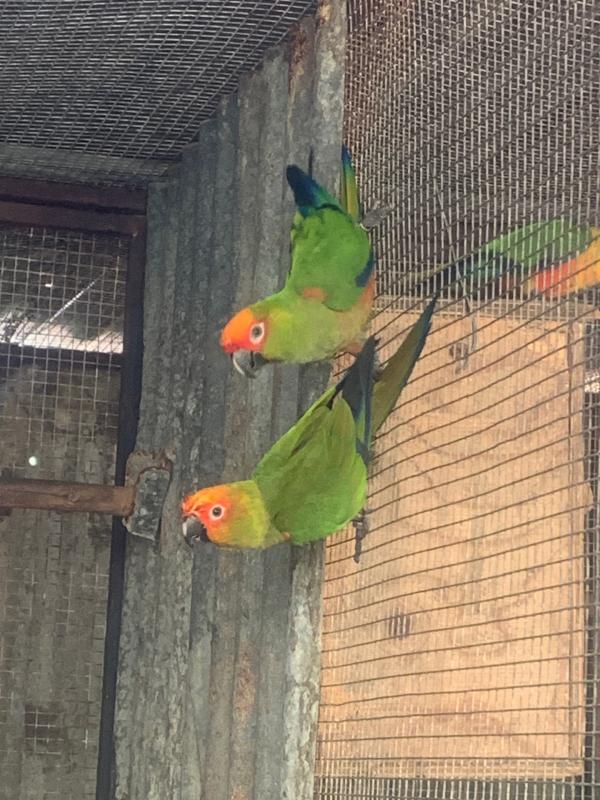 Gold Cap Conure pair