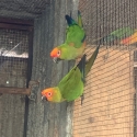 Gold Cap Conure pair