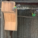 Meyers & Senegal Parrots, br pairs & spares