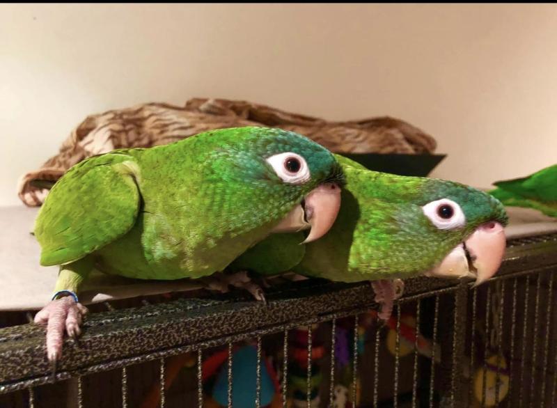 Sharptail conures