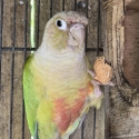 Proven Breeding Pair Green Cheek Conures