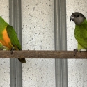 SENEGAL PARROTS
