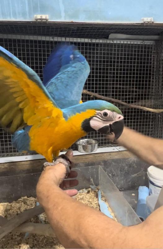 Blue and Glod Macaws