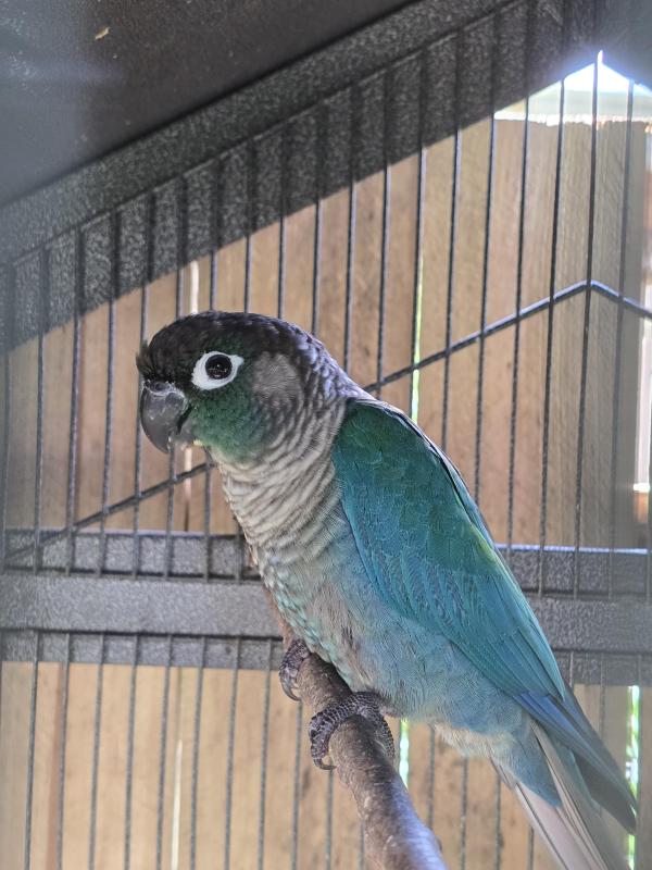 Proven breeding pair Violet Factor Green Cheek Conures