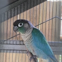 Proven breeding pair Violet Factor Green Cheek Conures