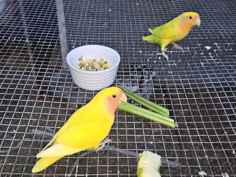 Lovebird Chicks for Handraising