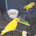 Lovebird Chicks for Handraising