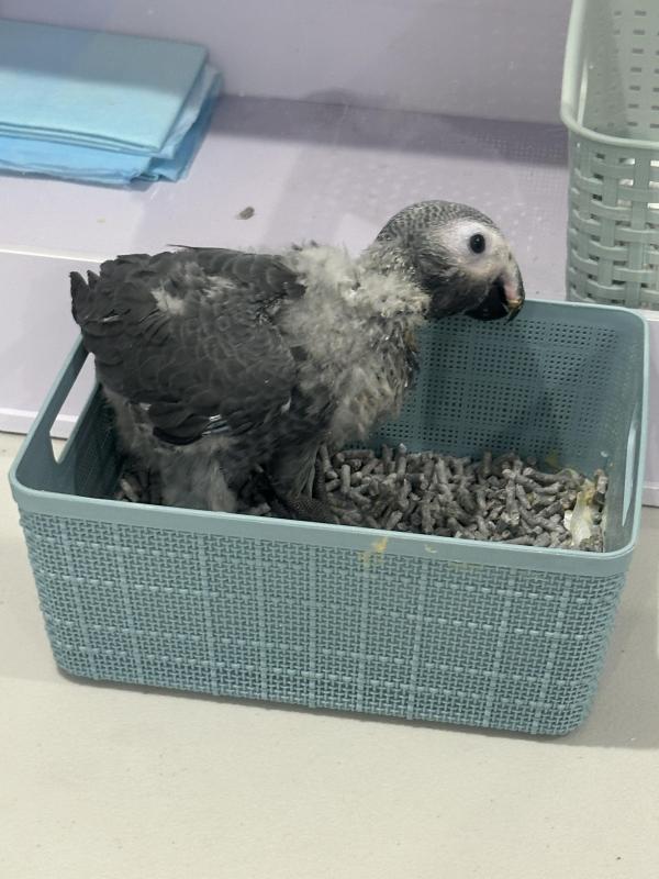 African Grey Congo baby