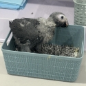 African Grey Congo baby