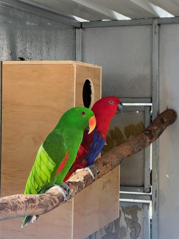 Proven Breeding pair of Eclectus parrots