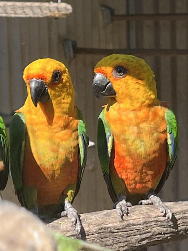 Jenday Conures