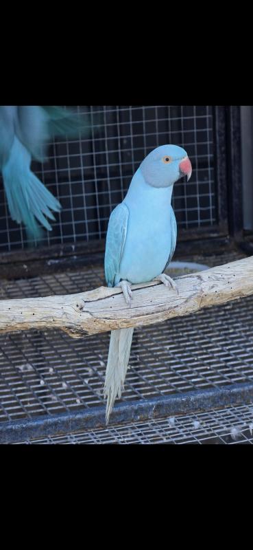 Dilute ringnecks reduced