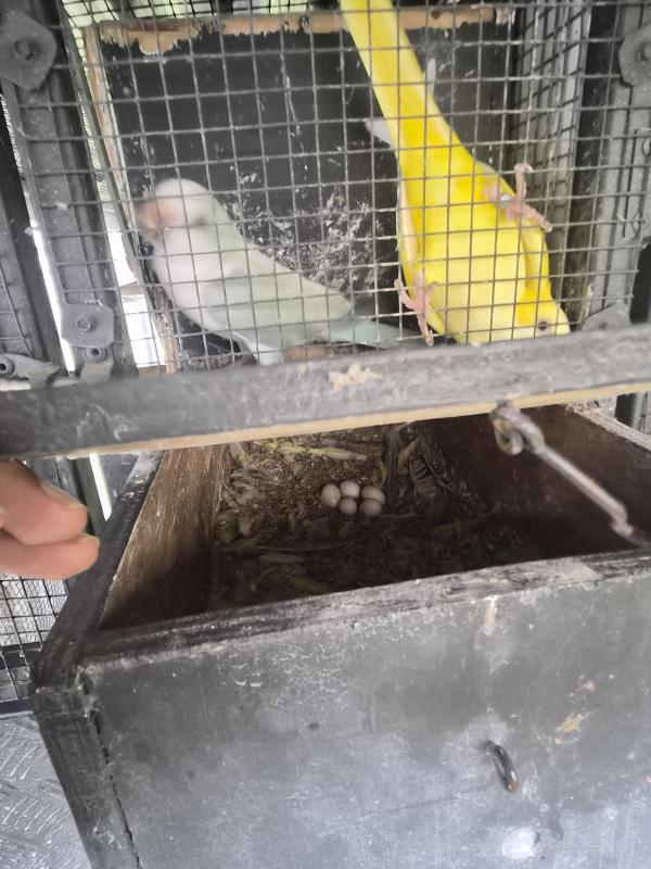 Breeding pair blue palid and Lutino quakers