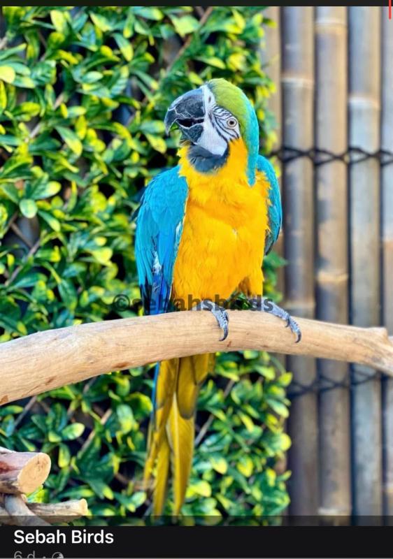 Rio Blue & Gold Macaw Coke bird years old tame  and talks