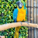 Rio Blue & Gold Macaw Coke bird years old tame  and talks