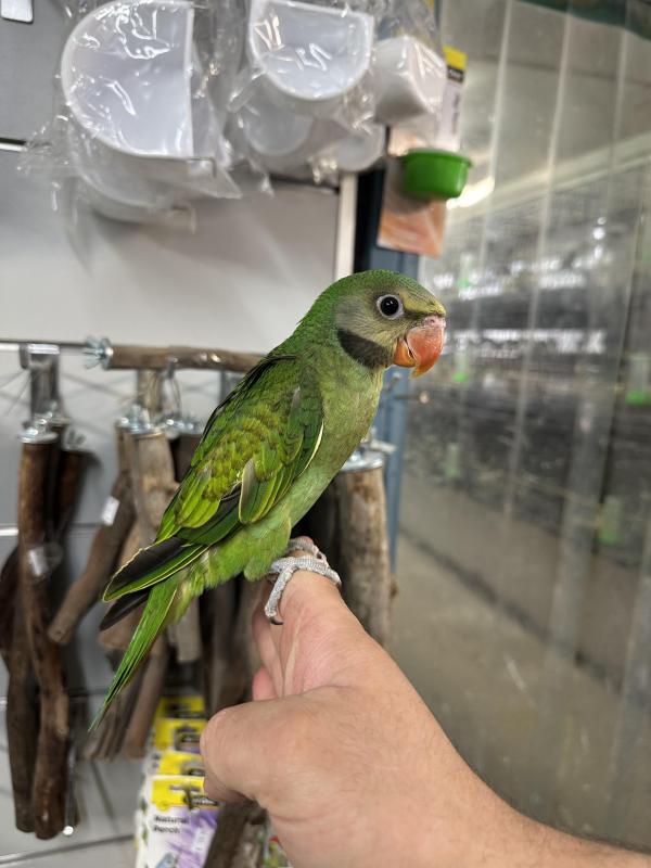 Handraised moustache parrot