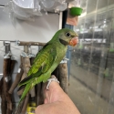 Handraised moustache parrot