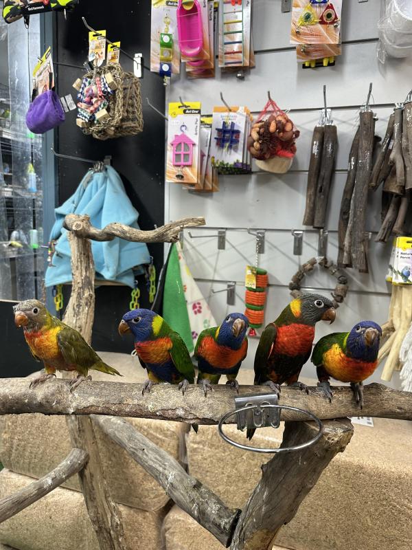Handraised rainbow lorikeets