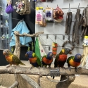 Handraised rainbow lorikeets