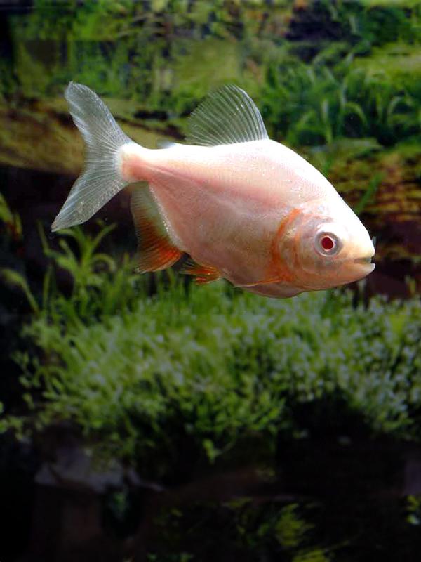 Albino red belly pacu