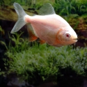 Albino red belly pacu