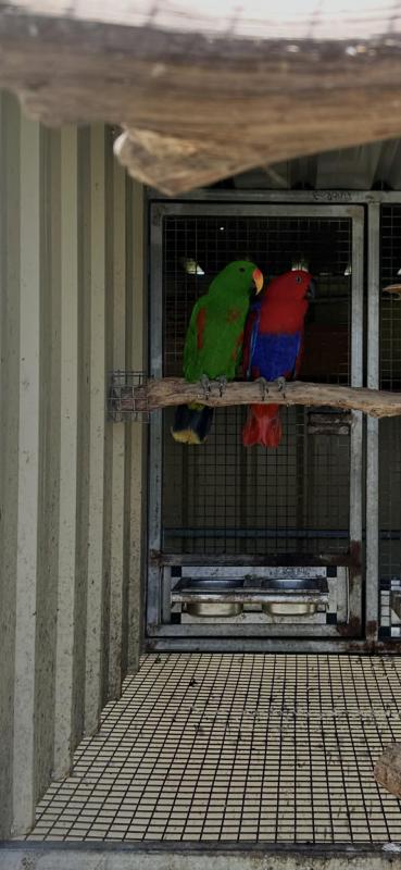 Aru Island Eclectus Pair