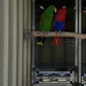 Aru Island Eclectus Pair