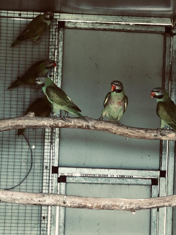 Moustache parrots, poss split blue and fallow.