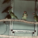 Moustache parrots, poss split blue and fallow.